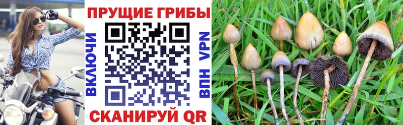 omg ССЫЛКА  shop официальный сайт  Псилоцибиновые грибы Psilocybe  Славск 